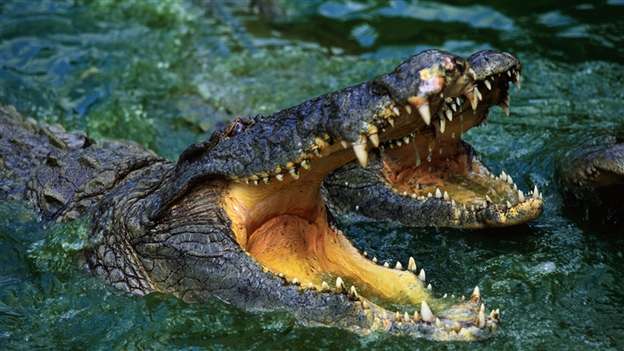 Crocodile with mouth open in water 4K