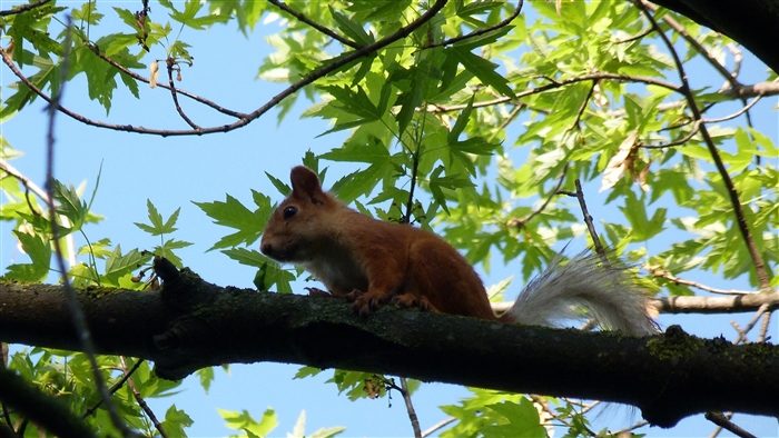 Squirrel sitting on a tree branch