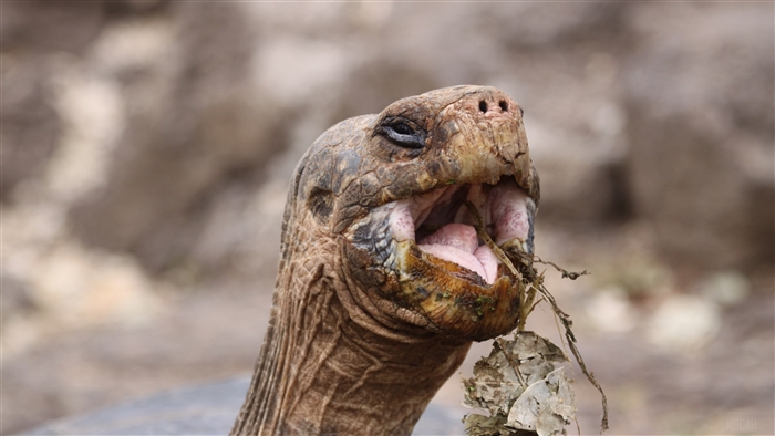 Galapagos Tortoise Eating Leaves 4K