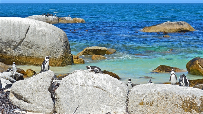 Penguins on rocks by the sea 4K