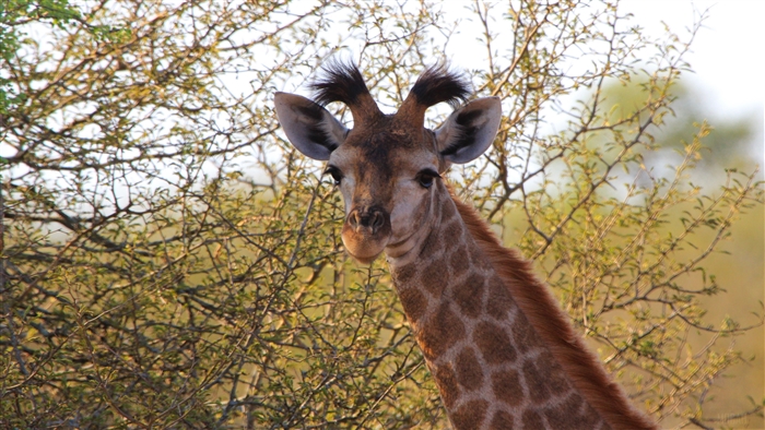 Giraffe with spotted fur and prominent ears
