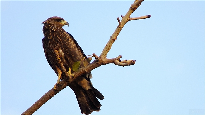 Brown eagle perched on a tree branch