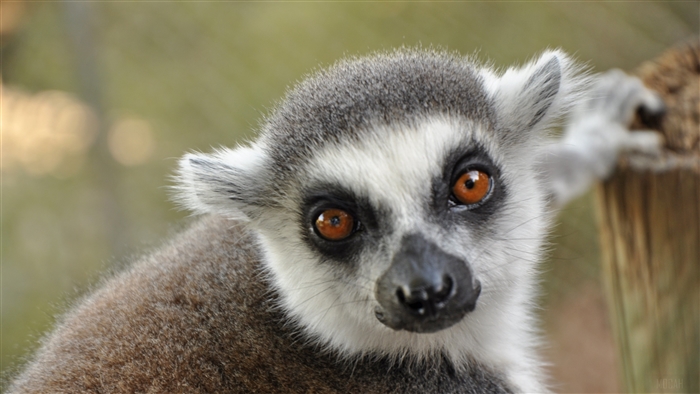 Ring-tailed lemur close-up