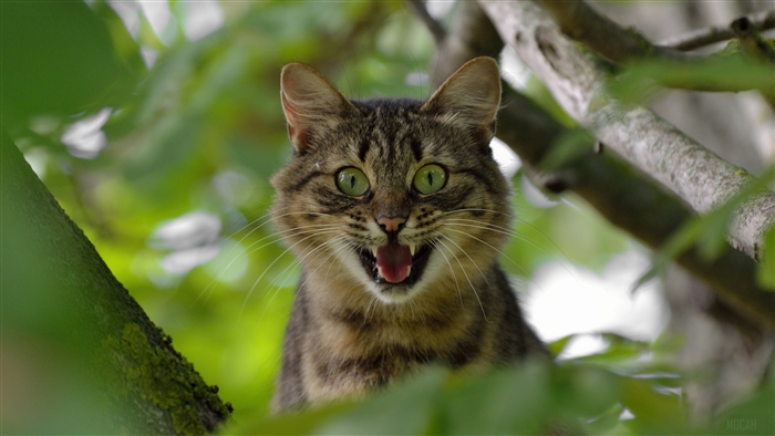 Cat screaming in a tree 4K