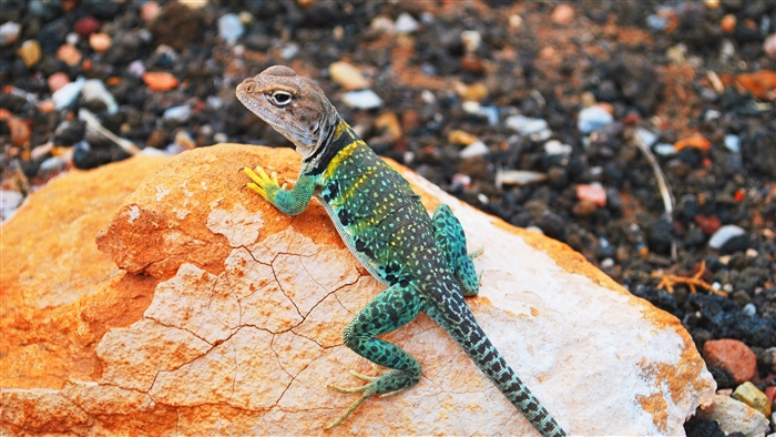Collared Lizard on Orange Rock with Stones