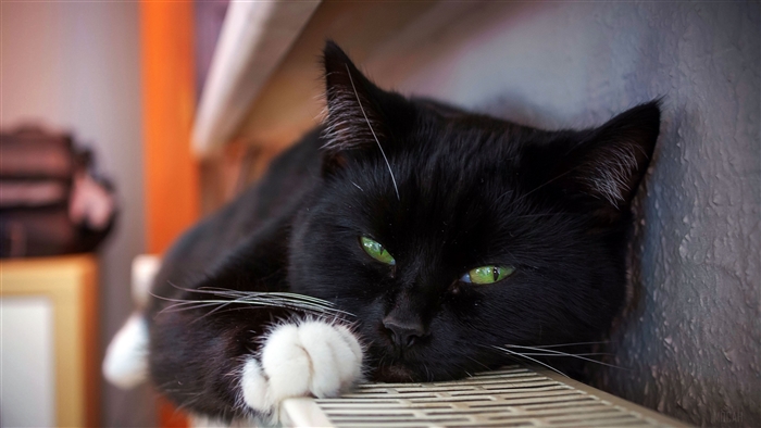 Black cat with green eyes lying on a radiator 4K