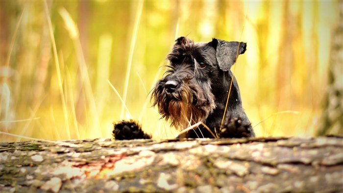 Black Miniature Schnauzer dog peeking over a log