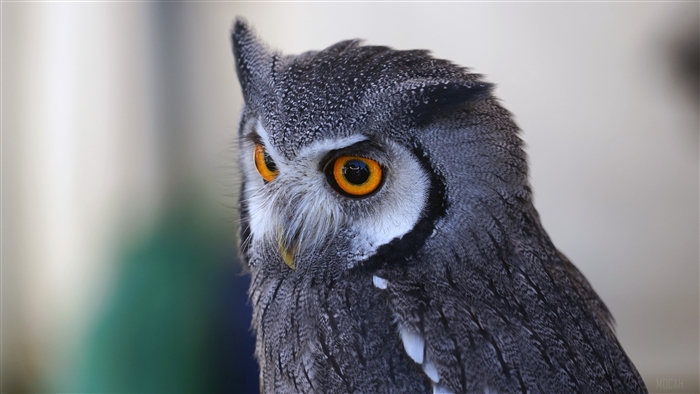 Close-up of a Southern White-Faced Owl