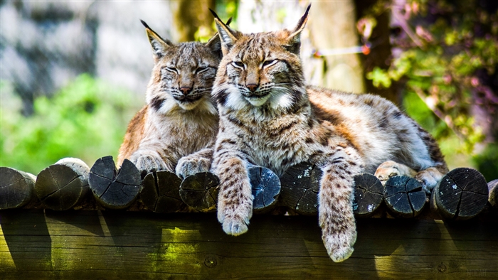 Two lynx resting on wooden logs, 4K