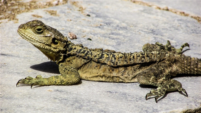 Lizard on stone in Cyprus 4K