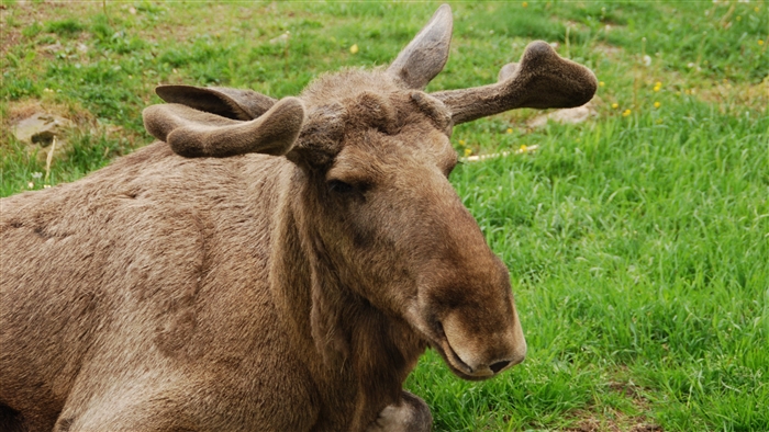 Moose lying on grass