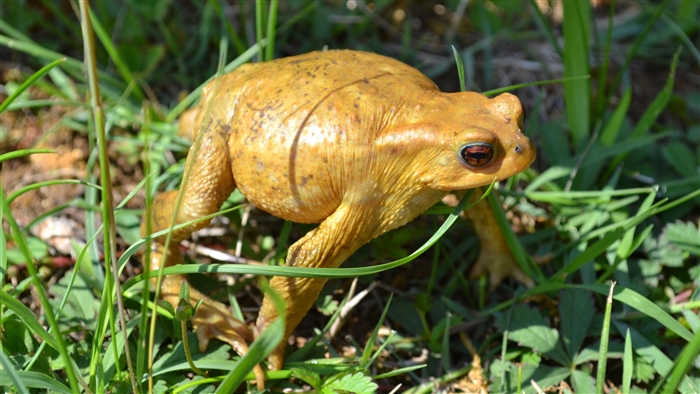 Yellow toad in grass 4K