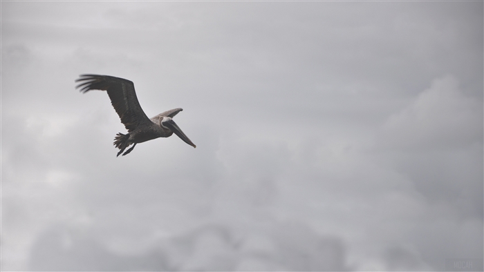 Pelican in flight against cloudy sky 4K