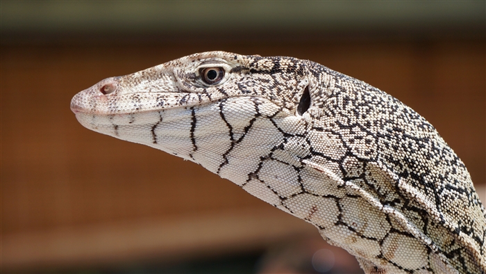 Perentie lizard head close-up 4K