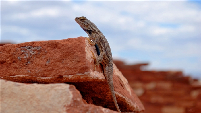 Lizard on red rocks with clouds