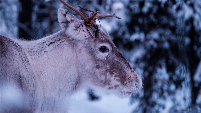 Reindeer in a snowy forest