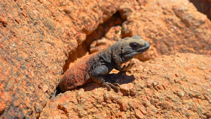 Lizard on a rock