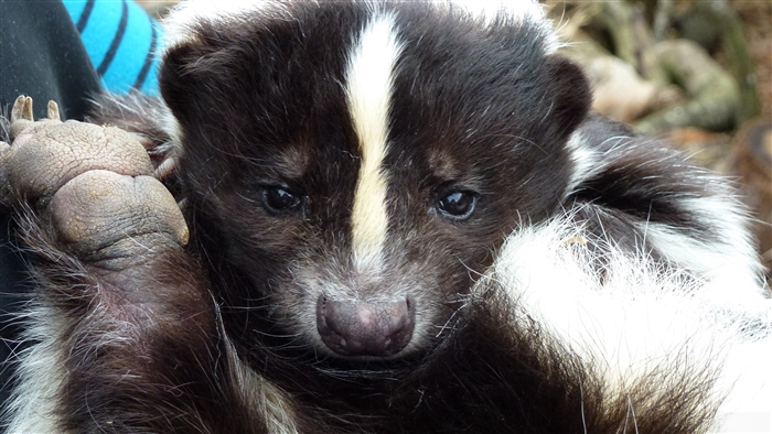 Close-up of a baby skunk with a white stripe