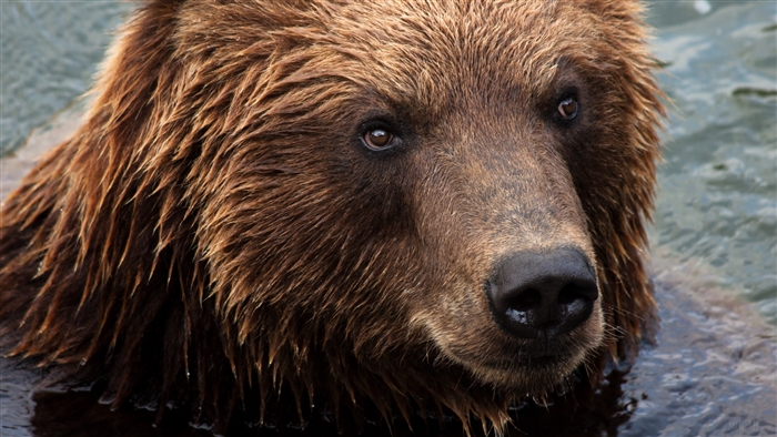 Kamchatka brown bear in water, 4K