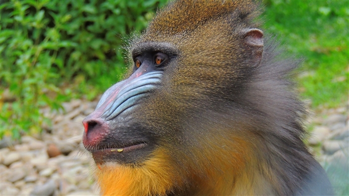 Mandrill monkey with colorful face