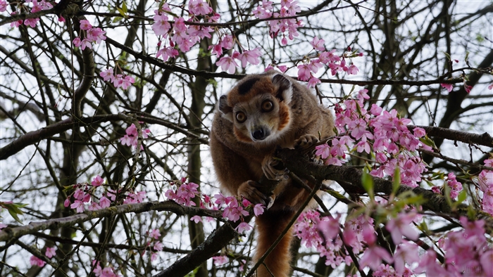 Lemur in a cherry blossom tree