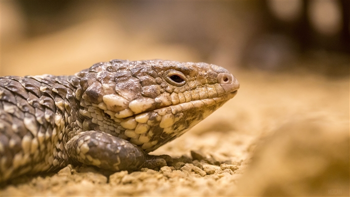 Close-up of a lizard's head and scales in 4K