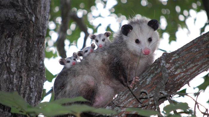Mother possum with cubs on a tree