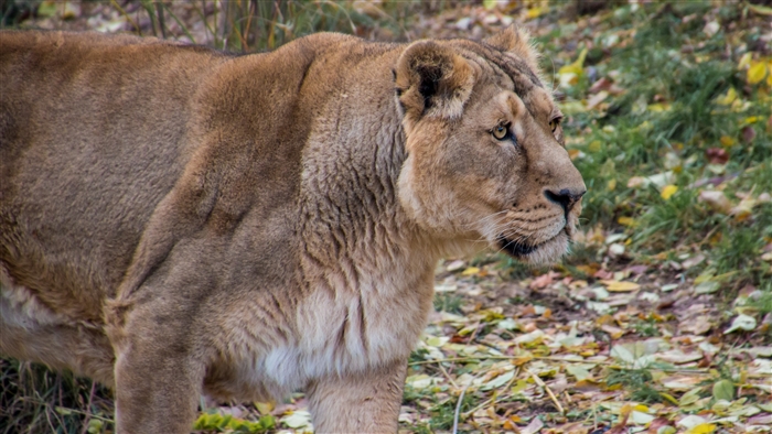 Lioness in a forest with fallen leaves