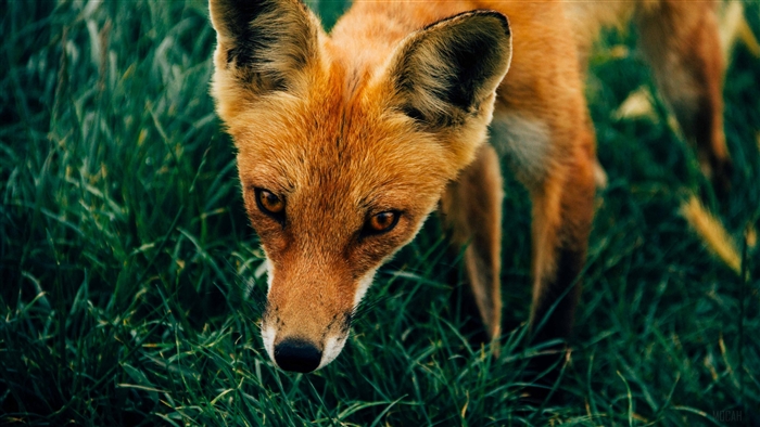 Red fox in green grass 4K