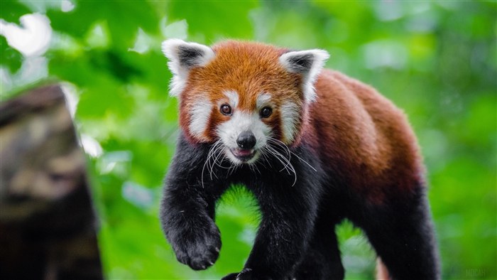 small panda, red panda, cute 4k, HD Wallpaper | Rare Gallery