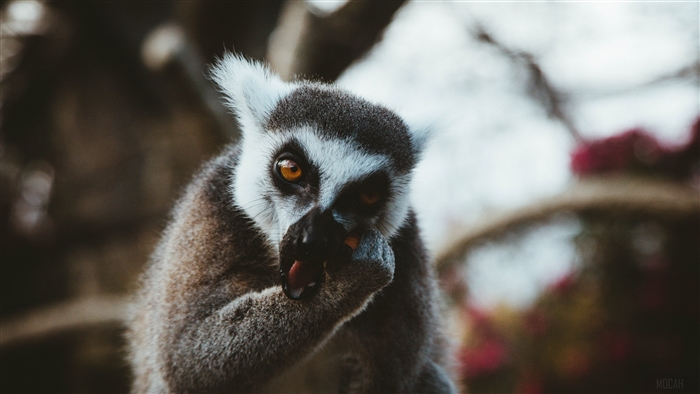 Ring-tailed lemur eating 4K