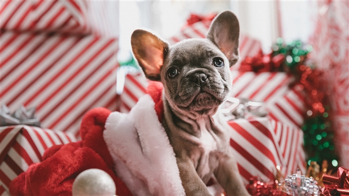 French Bulldog puppy in Santa hat with Christmas gifts