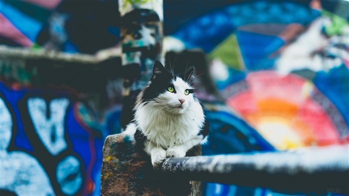 Black and white cat sitting on a railing with graffiti background 4K