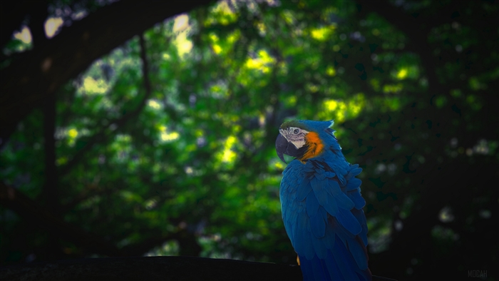 Blue and yellow macaw parrot in jungle 4K