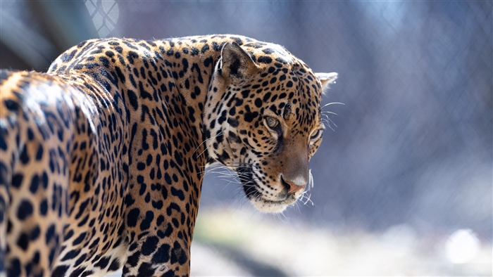 Jaguar predator in 4K