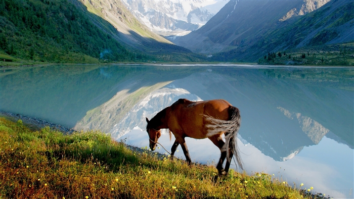 Horse grazing by a mountain lake