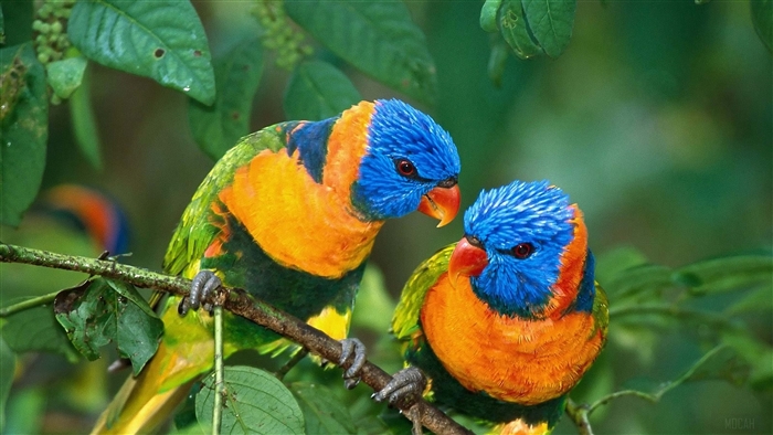 Two colorful parrots on a branch 4K