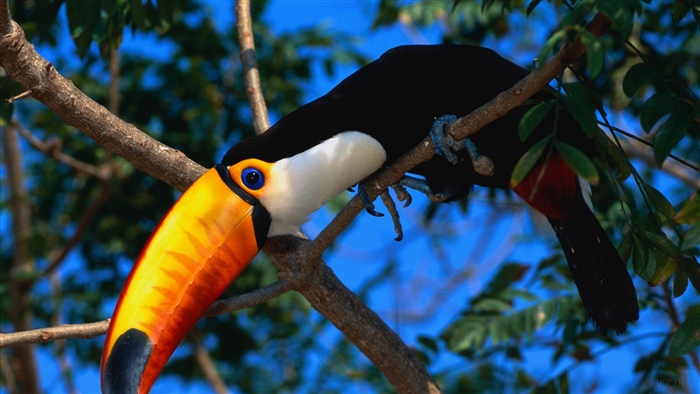 Toucan perched on a tree branch, 4K
