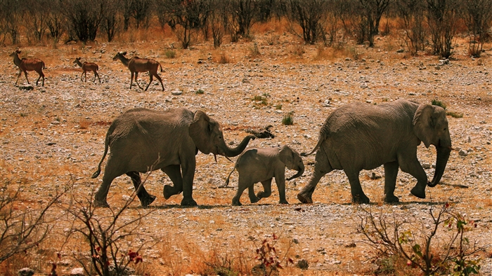 Elephants walking in a rocky, dry landscape 4K