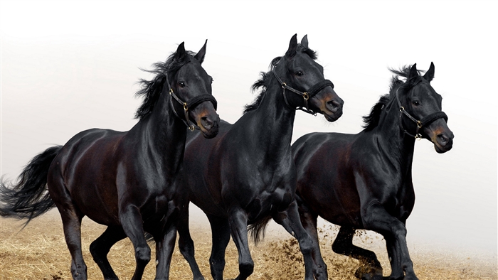Three black horses running