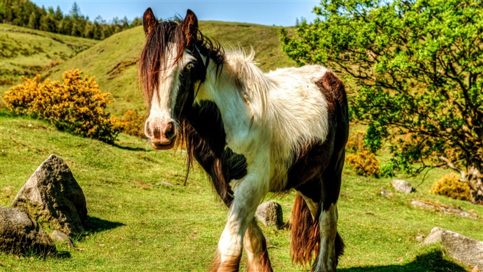 A piebald horse stands in a grassy field