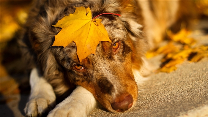 Australian Shepherd dog with yellow leaf on head