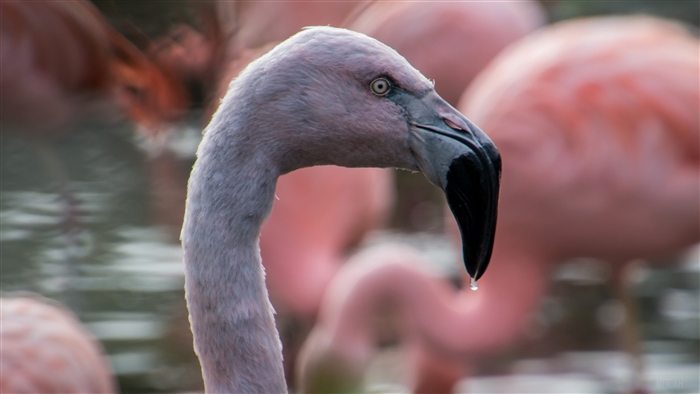 Flamingo bird with black beak 4K