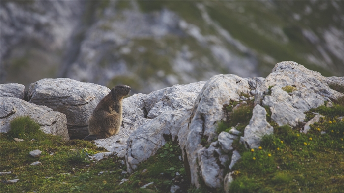 Marmot sitting on rocks in mountains 4K