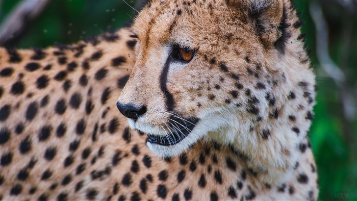 Cheetah's Face with Black Spots and Tear Marks 4K