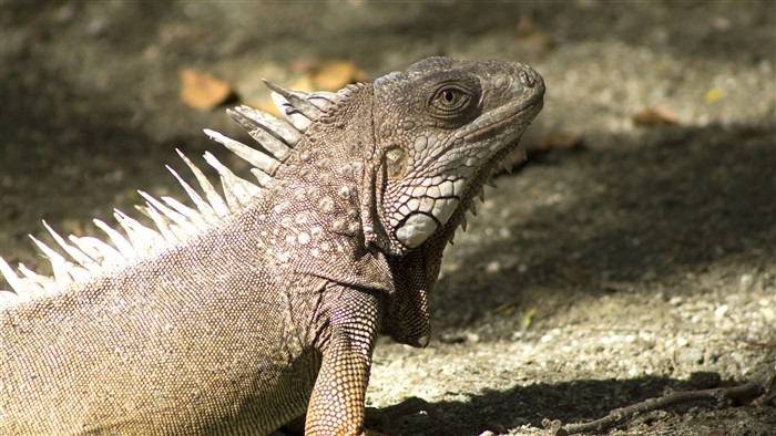 Iguana in shadow 4K