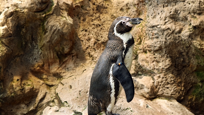 Penguin standing on stones 4K