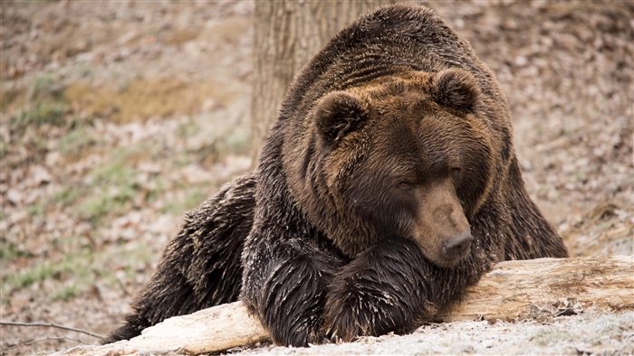Brown bear lying down on a log