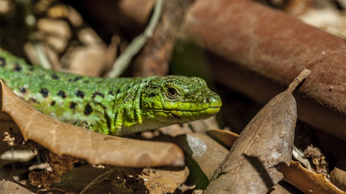 Green lizard with black spots on leaves