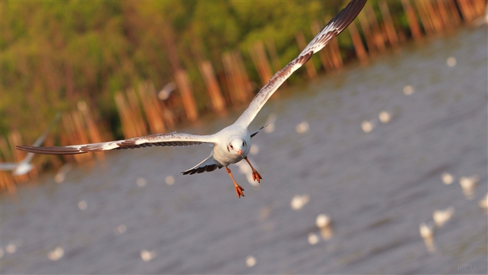 Seagull flying over water with wooden posts